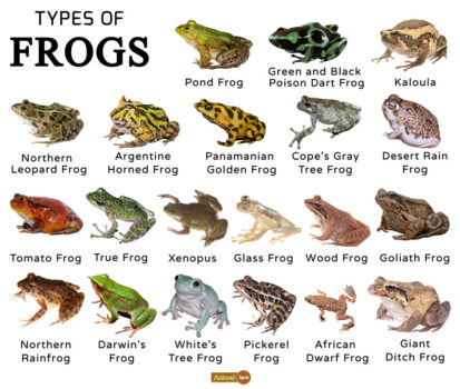 A List of All Types of Frogs And Toads With Amazing Pictures